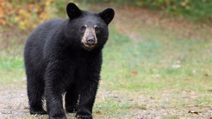 
10-Year-Old Boy Attacked by Bear in Grandparents’ Backyard in Connecticut 