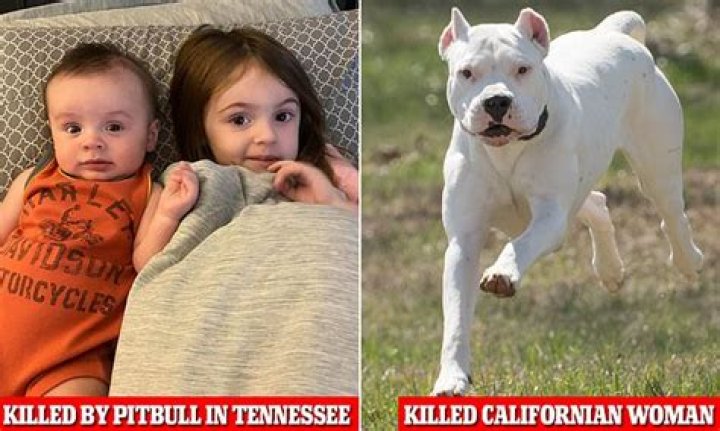 
80-Year-Old Mom Mauled to Death by Daughter’s 3 Pit Bulls Who Had History of Killing Family Pets: Cops 