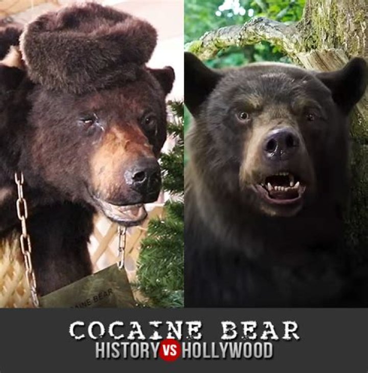 
‘Cocaine Bear’ True Story — What to Know About the 1985 Events Behind the Shocking New Movie 