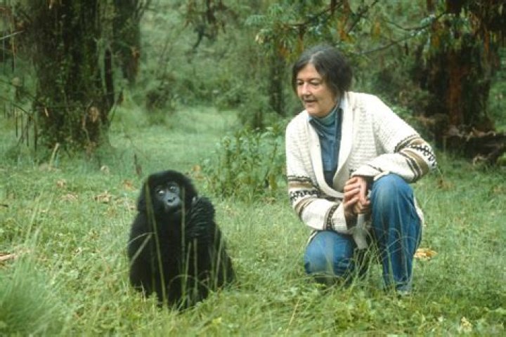 
Dian Fossey Height, Weight, Net Worth, Age, Birthday, Wikipedia, Who, Nationality, Biography 