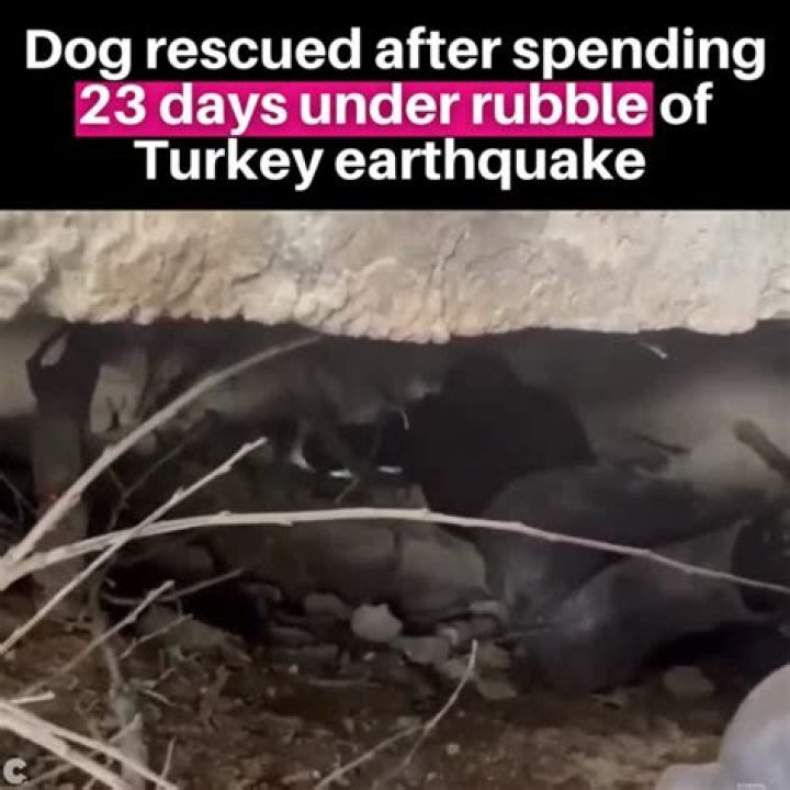 
Dog rescued after spending 23 days under rubble of Turkey earthquake 