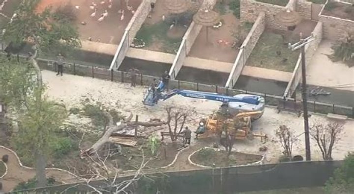 
Family of 7 injured, 1 child critically, after branch falls on them at San Antonio Zoo 