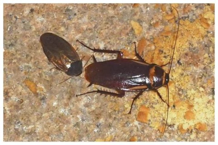 
Halloween Trick-or-Treating Canceled in Michigan City Due to ‘Cockroach Issue’ 