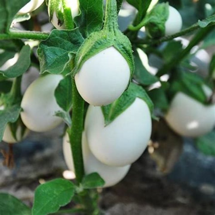 Is the tree that grows eggs real? Vegan eggs theory debunked