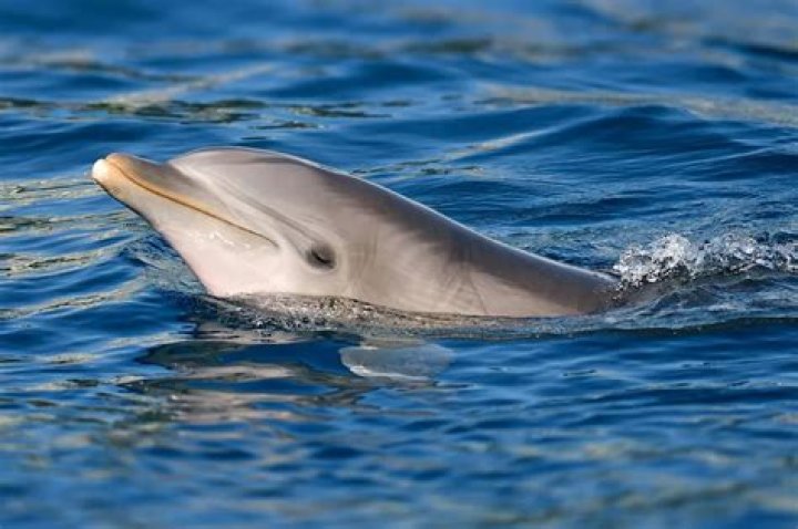 
Mirage Casino Forced to Temporarily Close Dolphin Habitat After Third Animal Dies This Year 