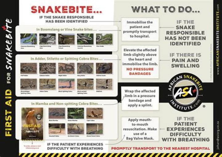 
Need to prevent, respond to snakebite treatment: Experts 