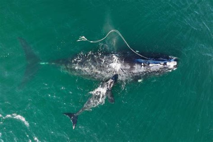 
‘No Longer Hope’ for Endangered Mother Whale Entangled in Fishing Gear for Months, Experts Say 