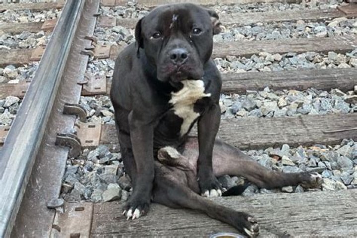 
Paralyzed Dog Rescued After Being Found on Train Tracks in Philadelphia: ‘This Is Pure Evil’ 