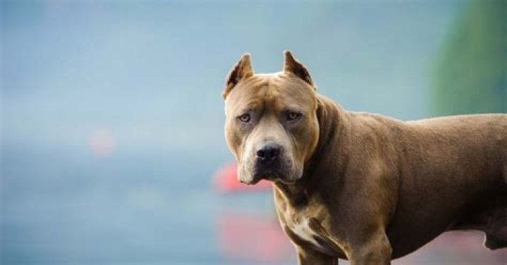 
‘She took care of him’: Woman, 67, mauled to death by abandoned pit bull she took in 