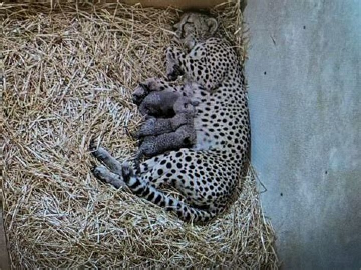 
Smithsonian’s National Zoo Welcomes Two Newborn Cheetah Cubs 