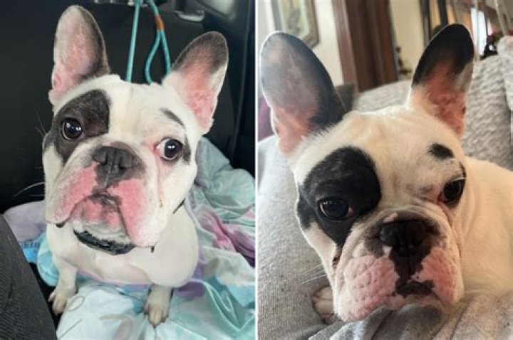
South Carolina dog breeder shot and killed in French bulldog robbery 