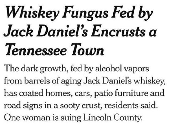 
What is Whiskey Fungus? Dangers explored as Jack Daniels project halted over lawsuit 