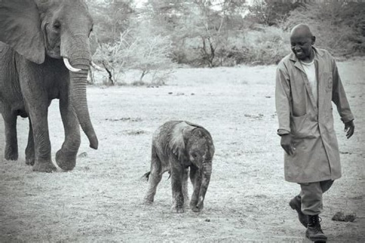 
Who are Patrick Muiruri and Elizabeth Wangeci? Duo arrested in Kiambu County for slaughtering donkeys 