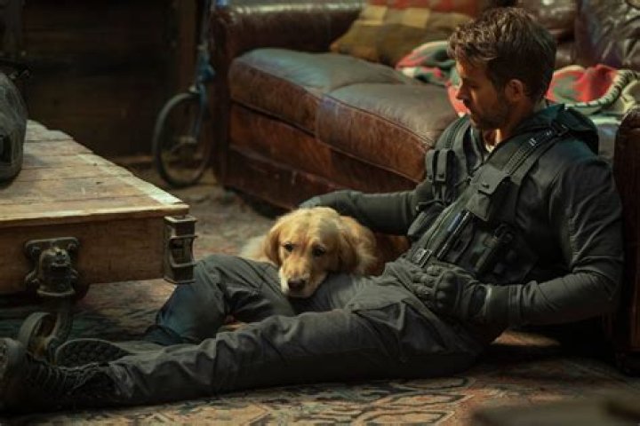 
Who Is Hawking The Dog on The Adam Project & Why Do People Think He Is Ryan Reynolds Pet? 