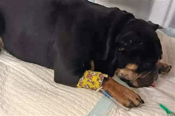 Woman burns disabled boyfriend’s English bulldog pup with blowtorch: police